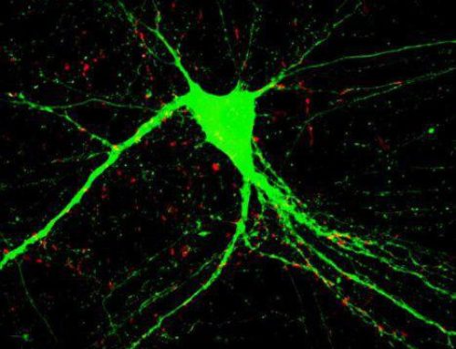 Repairing the brain: Two genes unlock potential for treatment of schizophrenia